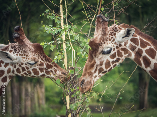 Canvas Print Couple giraffes feeding on leafs