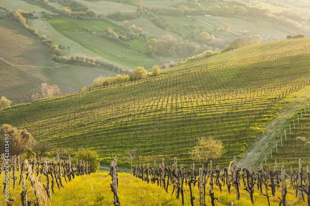 Vineyard landscape in the sunset light.  Italy cultivation in spring season . Flare light