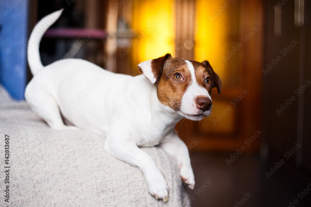 Jack Russell dog sitting on sofa selective focus and lighting effect. Jack Russell dog sitting on sofa selective focus and lighting effect.