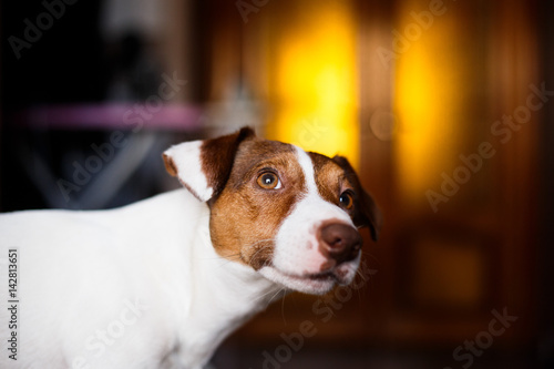 Jack Russell dog sitting on sofa selective focus and lighting effect.