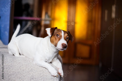 Jack Russell dog sitting on sofa selective focus and lighting effect.