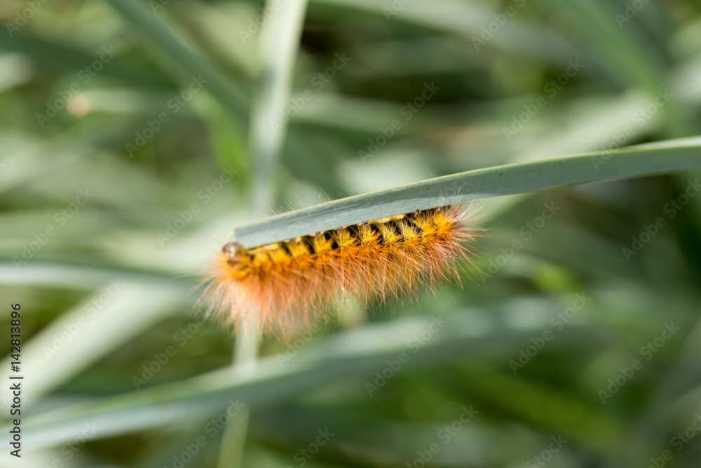 Fototapeta premium Caterpillar on leaf