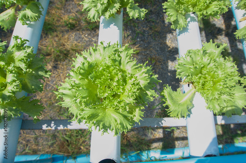 Hydroponics Vegetable are growing up in the industrial farm.