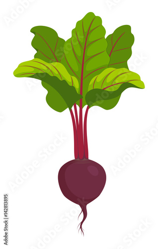beet isolated on white vector illustration