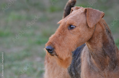 Fotografie Gorgeous Airedale Terrier Dog