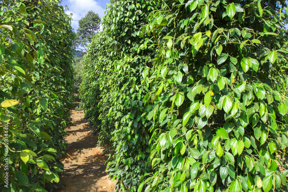 Pepper tree garden in the sunlight on Phu Quoc island, Vietnam