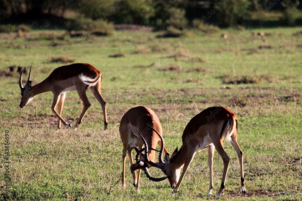 Duel de gazelles Duel de gazelles