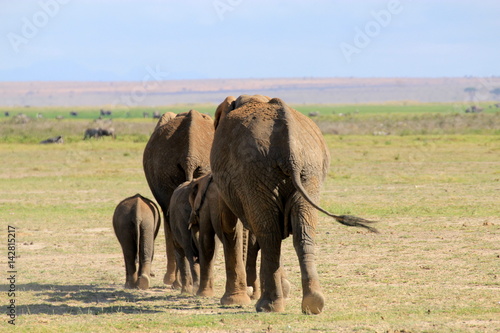 Eléphants en famille
