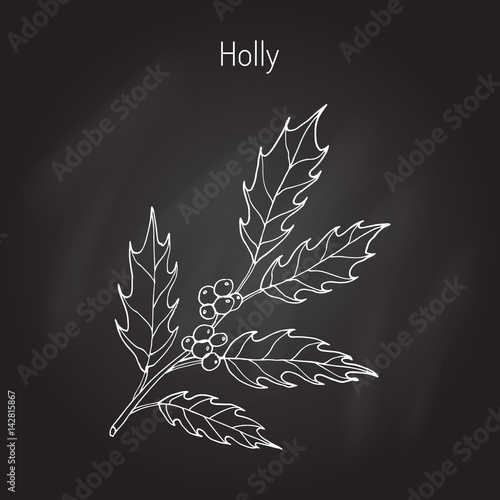  Holly tree branch