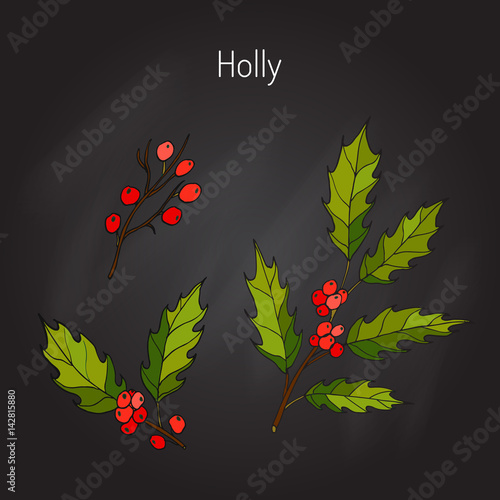  Holly tree branch