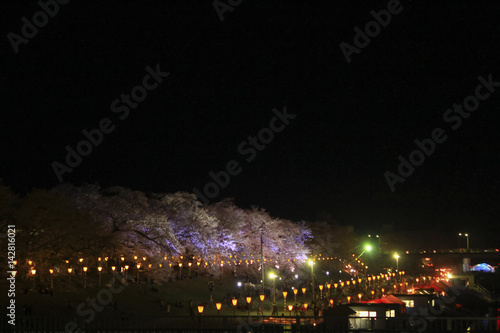 Wallpaper Mural 白石川堤一目千本桜 Shiroishi River Hitome Senbonsakura in Miyagi Japan Torontodigital.ca