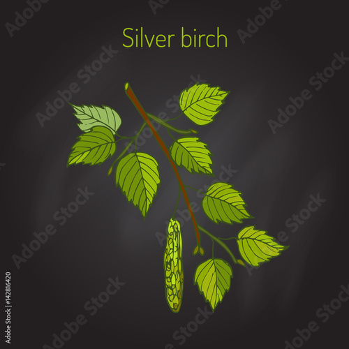 Obraz na plátně Silver birch branch with leaves