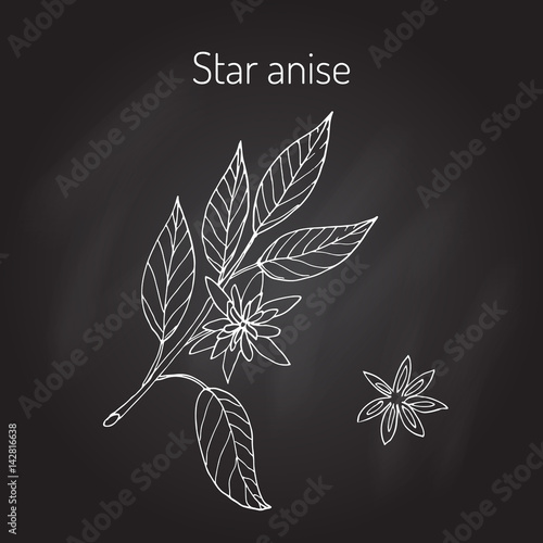 Star anise aromatic plant