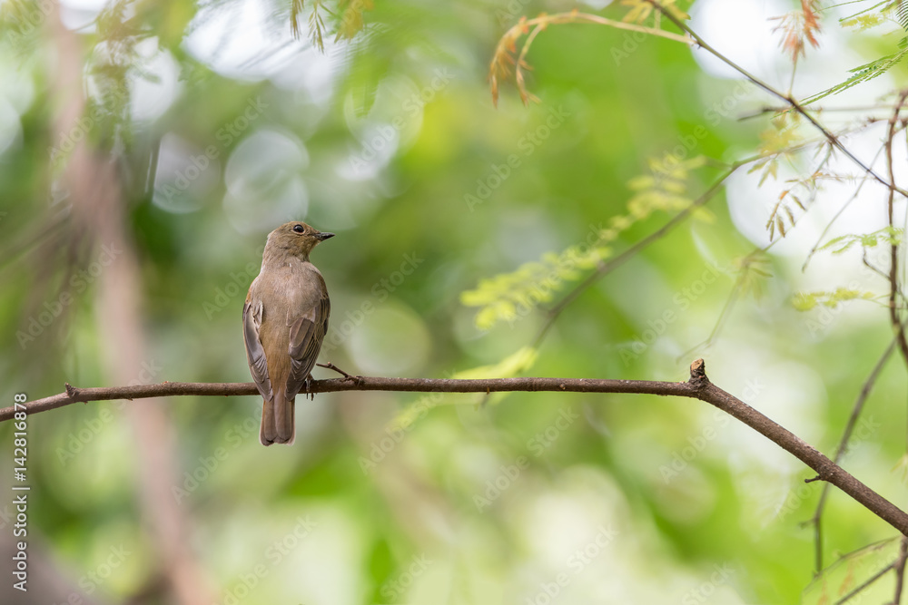 Bird (Blue-and-white Flycatcher) on a tree Bird (Blue-and-white Flycatcher) on a tree