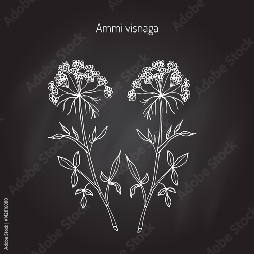 Ammi visnaga aromatic plant
