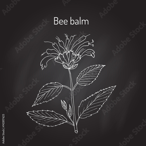 Wild bergamot or bee balm