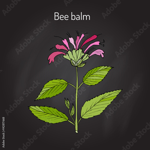 Wild bergamot or bee balm