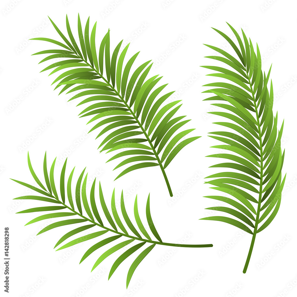 Obraz premium Realistic palm tree leaf set illustration, isolated on white. For exotic and summer frame, background or design.