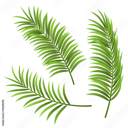 Realistic palm tree leaf set illustration, isolated on white. For exotic and summer frame, background or design.