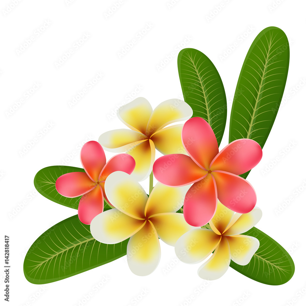 Realistic tropical flower and leaf isolated on white background for exotic summer design Realistic tropical flower and leaf isolated on white background for exotic summer design
