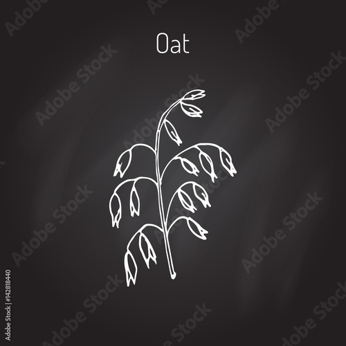 Hand drawn oats ears sketch