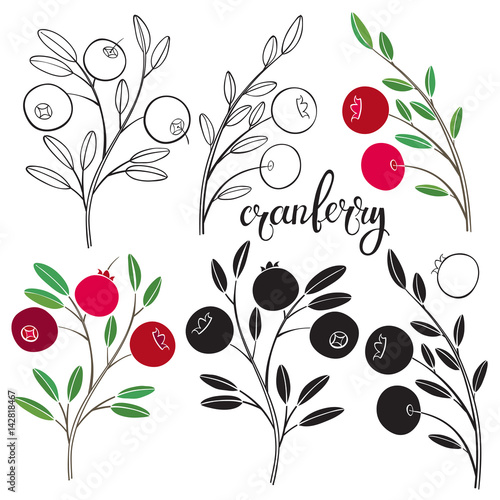 Cranberry.  Vector hand-drawn illustration on a white background. Collection of isolated  elements for design.