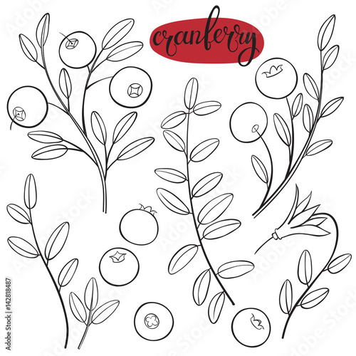 Cranberry. Vector hand-drawn illustration on a white background. Collection of isolated outline elements for design.