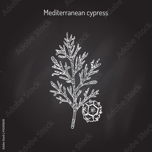 Vector cypress sprig