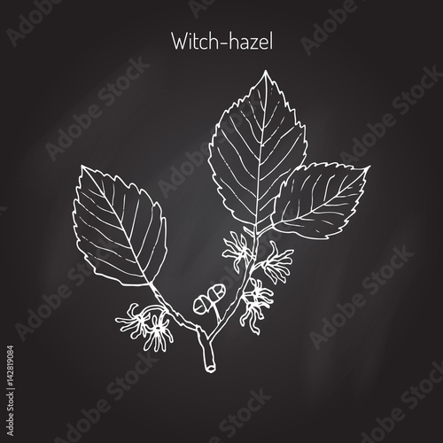 Branch of a witch hazel