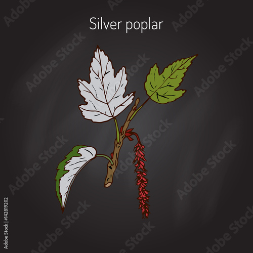 Silver poplar tree