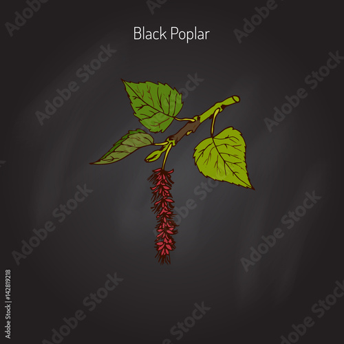 Black poplar tree