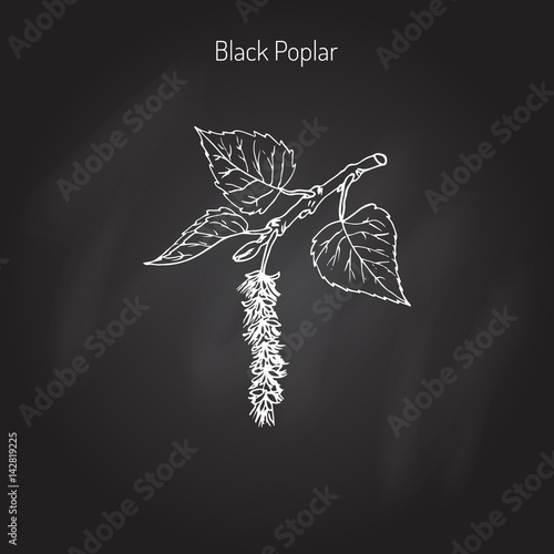 Black poplar tree