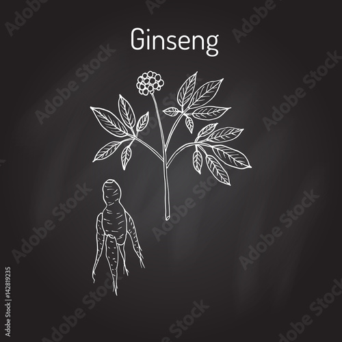 Ginseng - medicinal plant