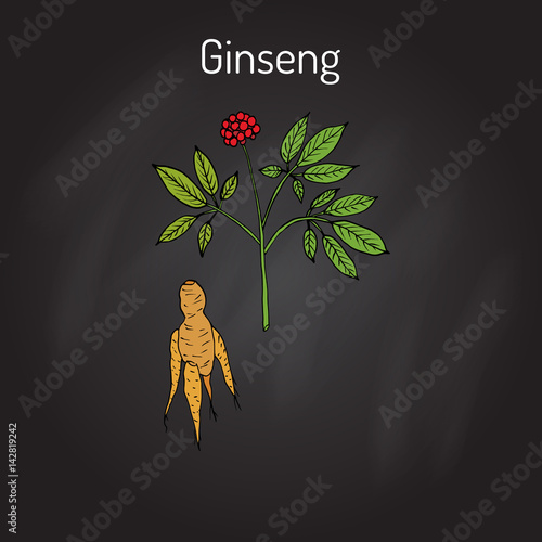 Ginseng - medicinal plant