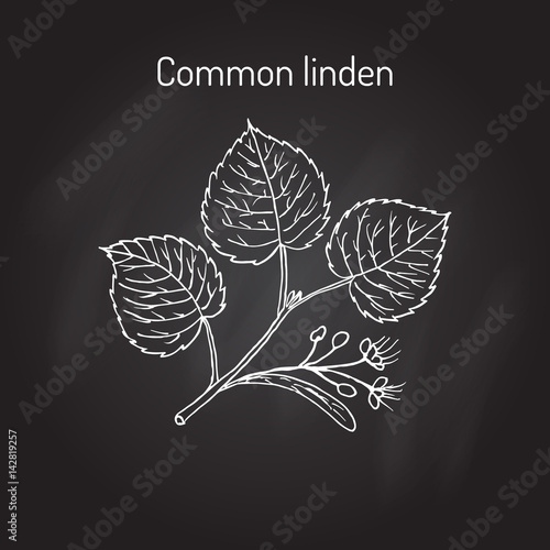 Linden branch with leaves and flowers
