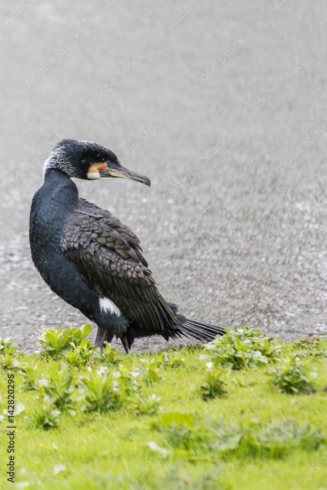 Fototapeta premium Cormorant (Phalacrocoracidae)
