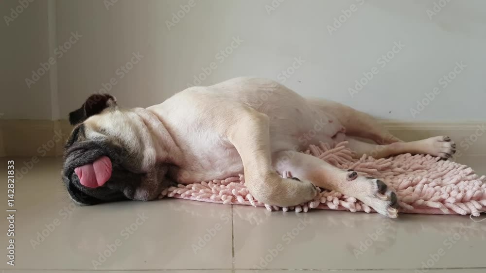 Close-up face of Cute pug puppy dog sleeping by chin and tongue lay down on mat floor Close-up face of Cute pug puppy dog sleeping by chin and tongue lay down on mat floor