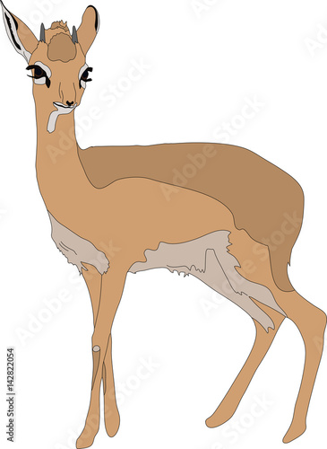 Portrait of a  damara dik dik, standing, hand drawn vector illustration isolated on white background