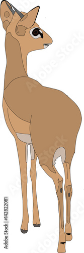 Portrait of a  damara dik dik, standing, hand drawn vector illustration isolated on white background