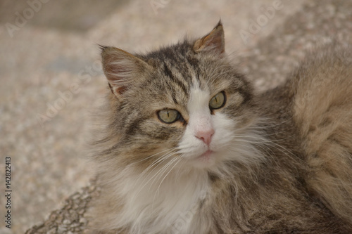 Norwegische Waldkatze