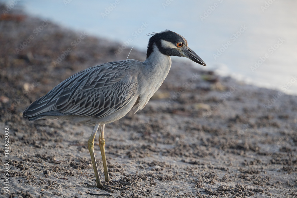 Obraz premium Yellow-crowned night heron