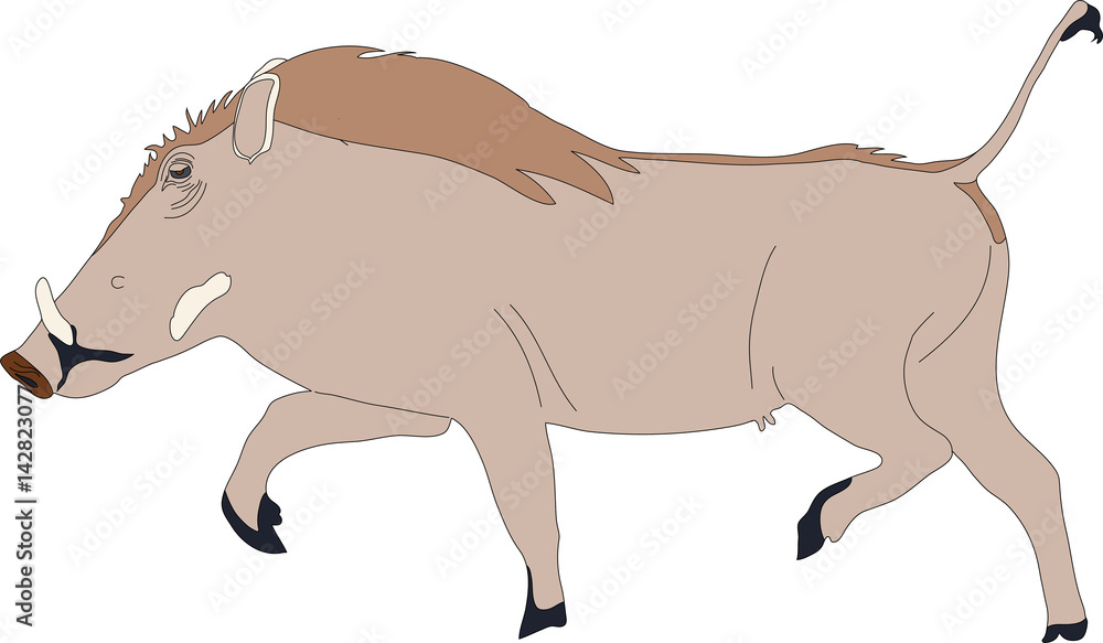 Fototapeta premium Portrait of a standing warthog, hand drawn vector illustration isolated on white background
