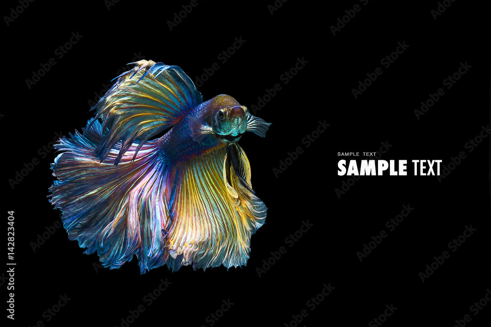 Obraz premium Betta fish thailand