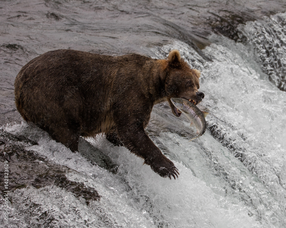 Grizzly Bear with Perfect Timing for Catching fish Grizzly Bear with Perfect Timing for Catching fish
