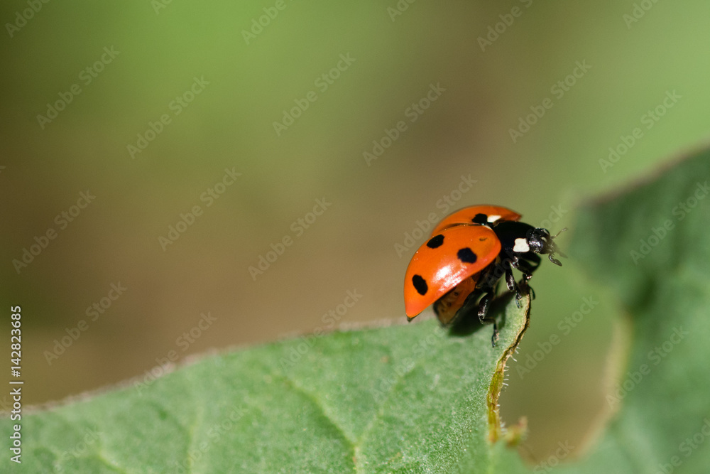 7 spotted ladybird with shell open about to fly 7 spotted ladybird with shell open about to fly