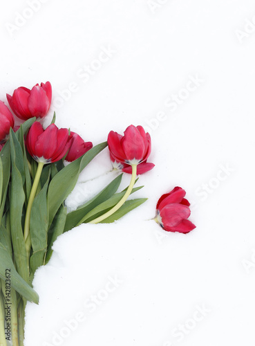 Fototapeta Naklejka Na Ścianę i Meble -  tulips in snow