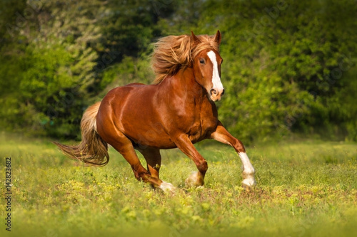 Red beautiful horse with long mane run in green pasture