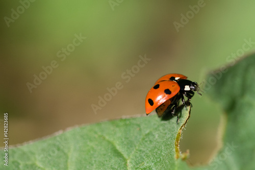 7 spotted ladybird with shell open about to fly
