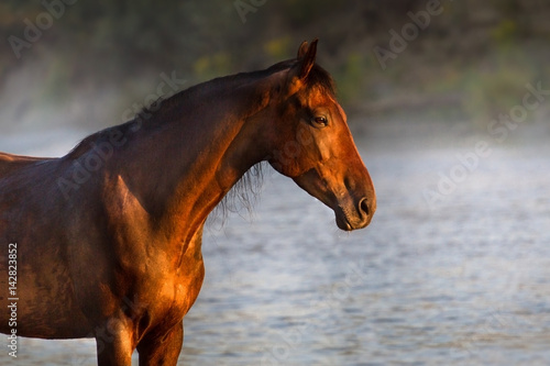 Bay horse portrait st sunrise on river