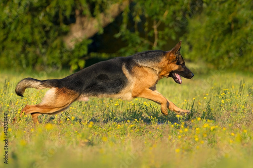 Shephard dog run fast in park